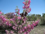 Halimodendron halodendron. Верхушка цветущей ветви с прошлогодними плодами. Казахстан, Южное Прибалхашье, дельта р. Или, ур. Жельтуранга. 24 мая 2011 г.