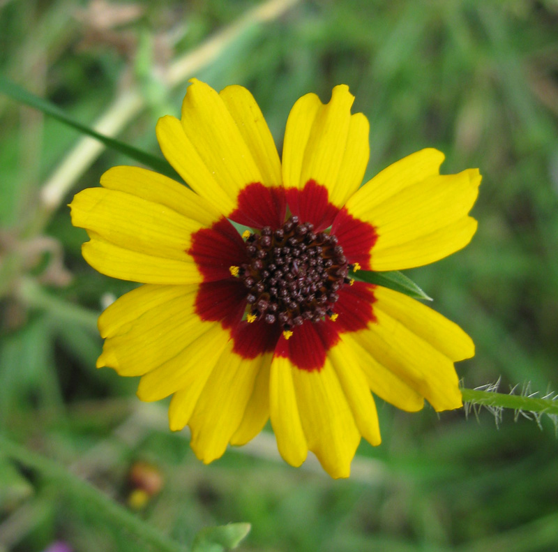 Изображение особи Coreopsis tinctoria.