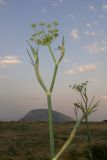 Foeniculum vulgare