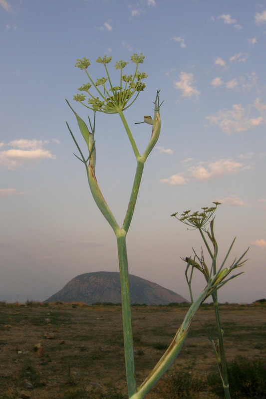 Изображение особи Foeniculum vulgare.