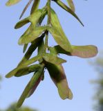 Acer cissifolium