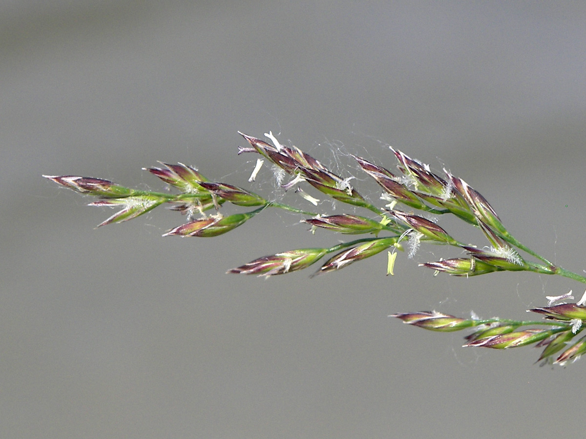 Изображение особи Festuca arundinacea.