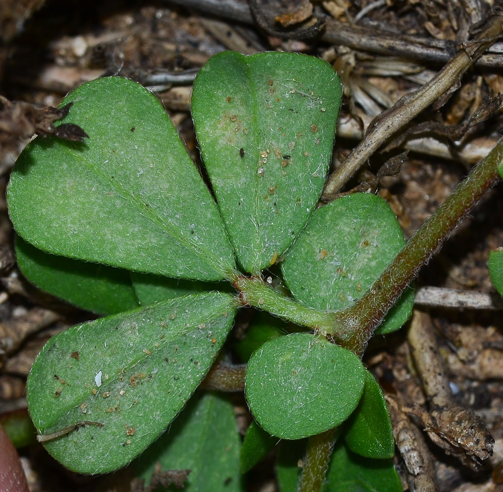 Image of Lotus peregrinus specimen.