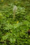 Phyteuma spicatum