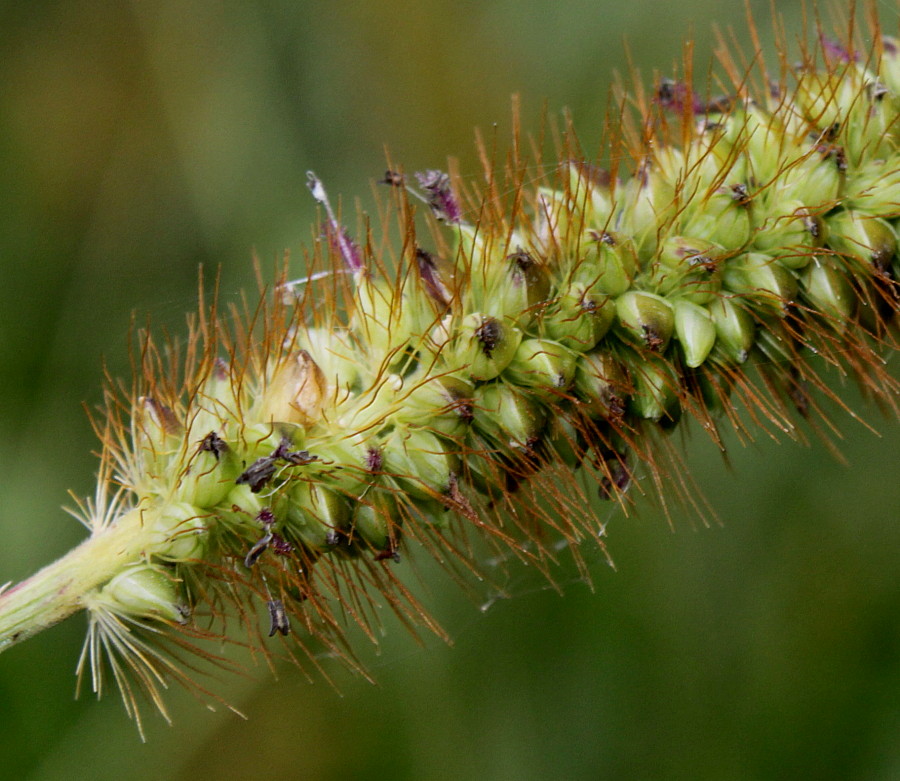 Image of Setaria pumila specimen.