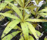 Veronicastrum sibiricum. Часть побега с листьями в осенней окраске. Амурская область, в 38 км севернее Благовещенска, понижение между холмами. 22.09.2014.