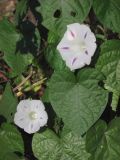 Ipomoea purpurea. Цветки и листья. Крым, Севастополь, Северная сторона, ручей с рудеральной растительностью возле пляжа. 05.10.2014.