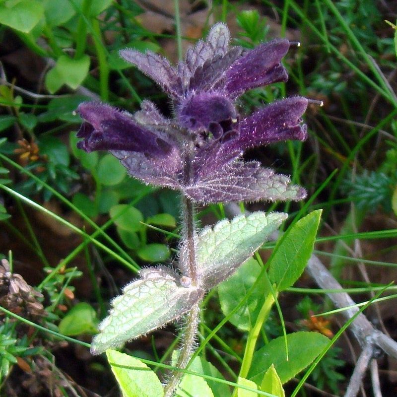 Image of Bartsia alpina specimen.