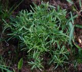 Gnaphalium uliginosum. Расцветающее растение. Московская обл., Раменский р-н, окр. ж.-д. платформы Хрипань, просека под ЛЭП. 12.06.2014.