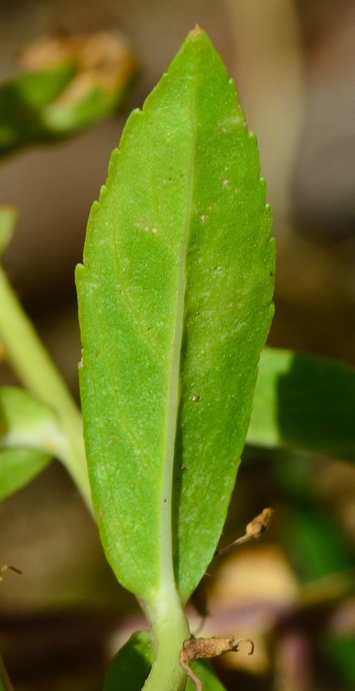 Image of Angelonia angustifolia specimen.