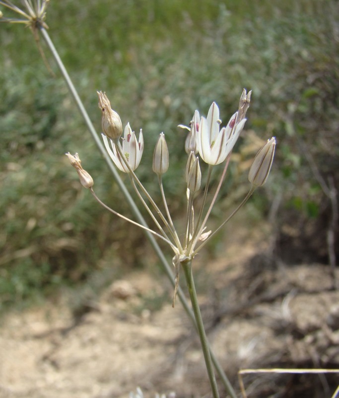 Изображение особи Allium moschatum.