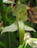 Platanthera chlorantha. Цветок. ФРГ, Тюрингия, окрестности Йены. Май 2007 г.