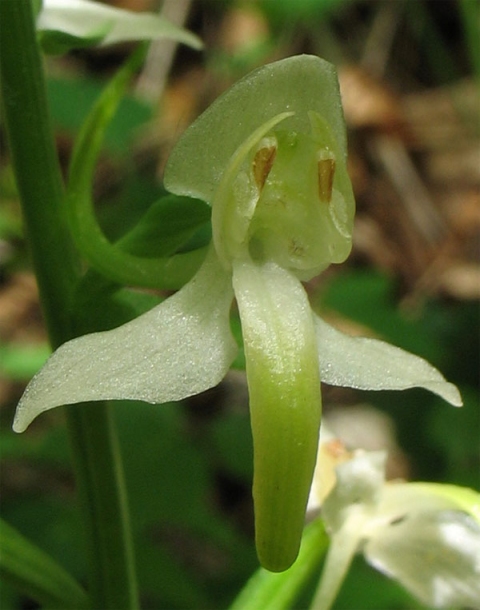 Изображение особи Platanthera chlorantha.