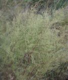 Artemisia scoparia