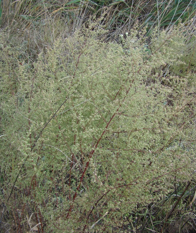 Изображение особи Artemisia scoparia.