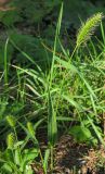Setaria viridis. Плодоносящее растение. Республика Татарстан, г. Бавлы, огород. 04.09.2009.