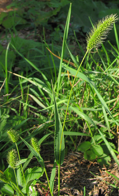 Изображение особи Setaria viridis.