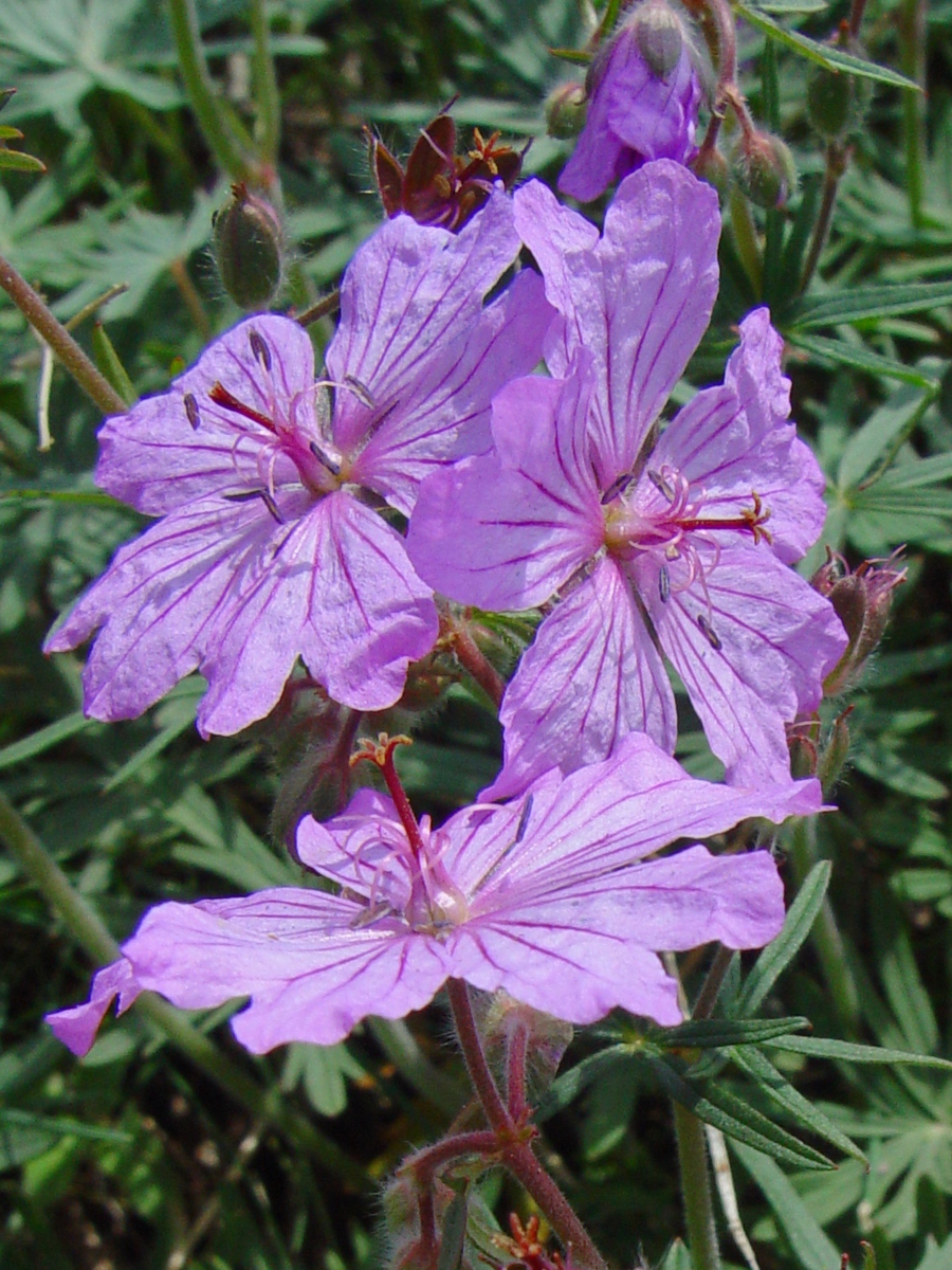 Image of Geranium transversale specimen.