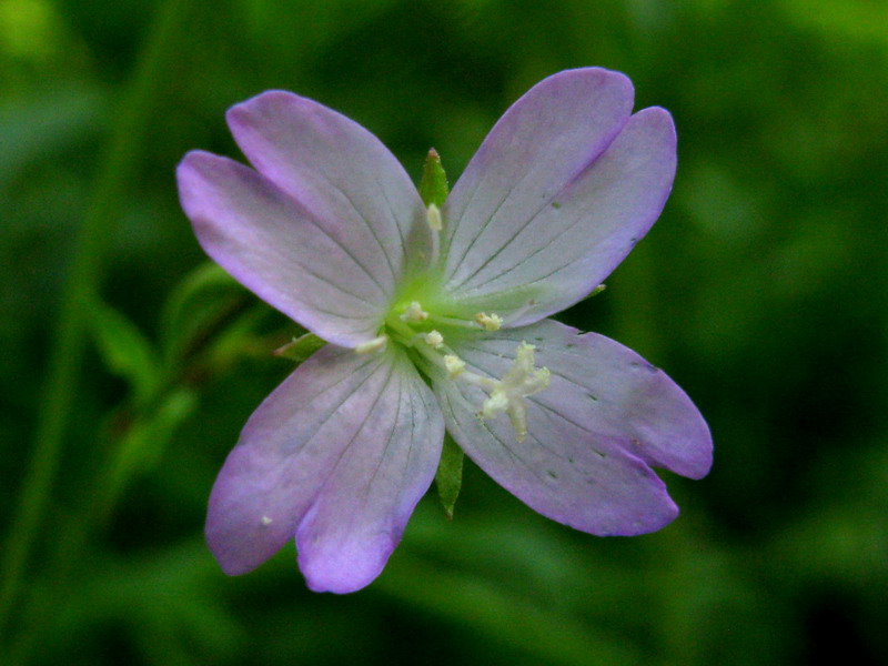 Изображение особи Epilobium montanum.