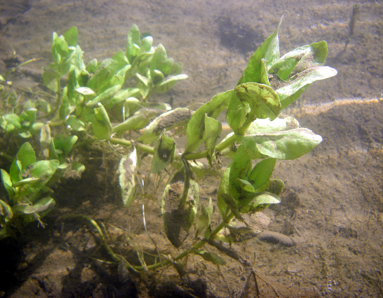 Изображение особи Veronica anagallis-aquatica.