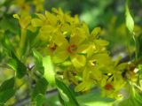 Ribes aureum