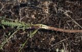 Verbascum pinnatifidum. Основание побега с верхней частью главного корня. Крым, Арабатская стрелка. 24.07.2009.