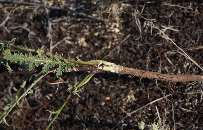 Image of Verbascum pinnatifidum specimen.