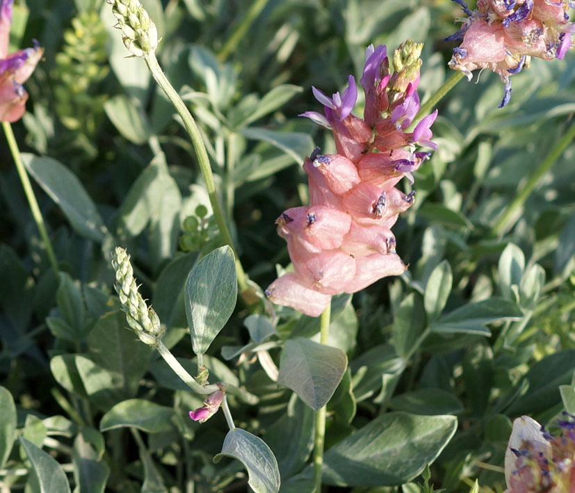 Изображение особи Astragalus schrenkianus.