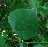 Populus tremula. Лист. Окр. Архангельска, небольшой лес. 09.07.2013.