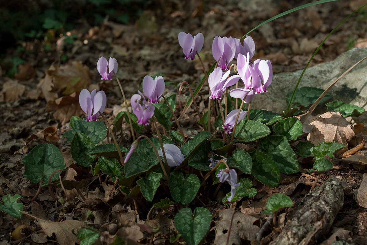 Image of Cyclamen hederifolium specimen.