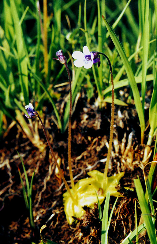 Изображение особи Pinguicula vulgaris.