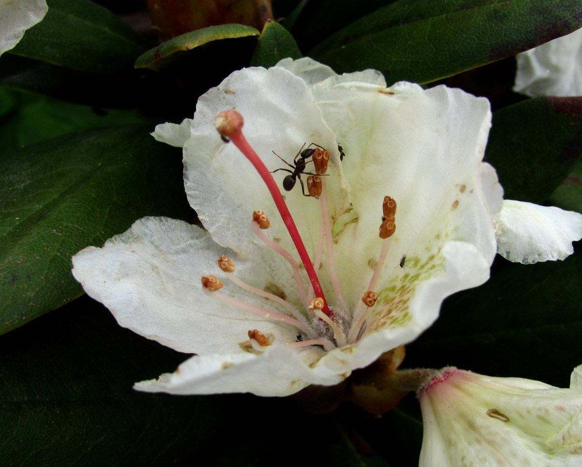 Изображение особи Rhododendron caucasicum.