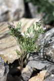 Fumaria vaillantii. Цветущее растение. Южный Казахстан, горы Алатау (Даубаба), Восточное ущелье. 18.05.2014.