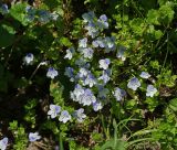 Veronica filiformis. Цветущее растение. Московская обл., Раменский р-н, окр. дер. Хрипань, садовый участок. 20.05.2015.
