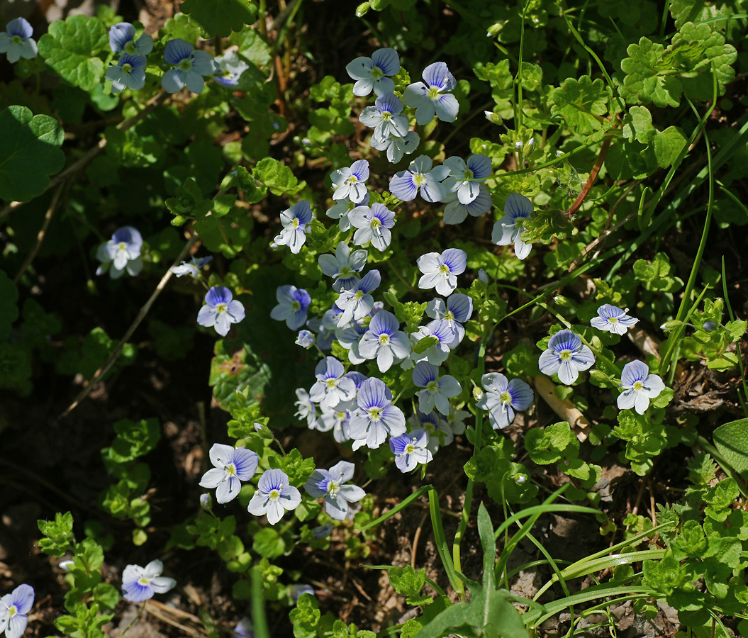 Image of Veronica filiformis specimen.