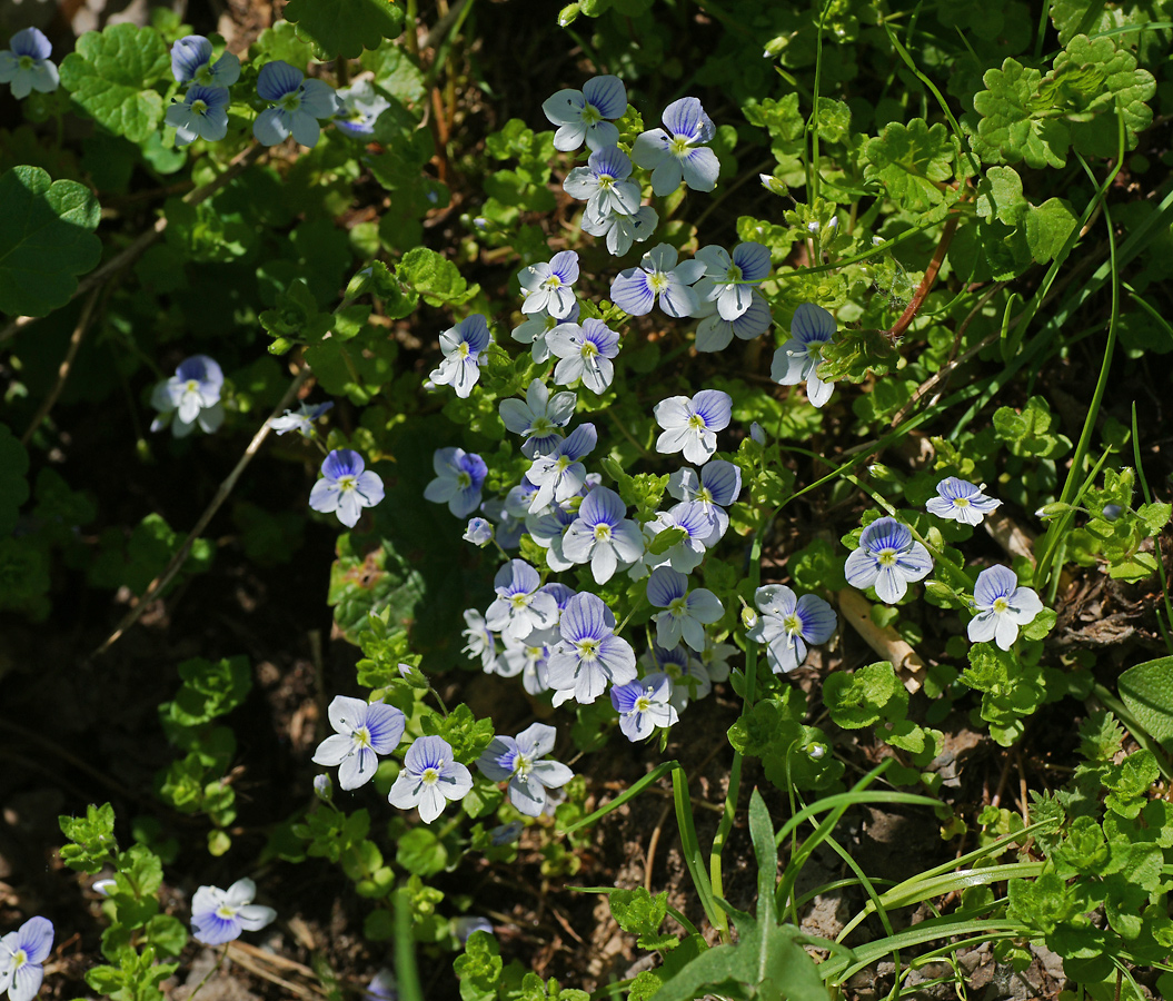 Изображение особи Veronica filiformis.