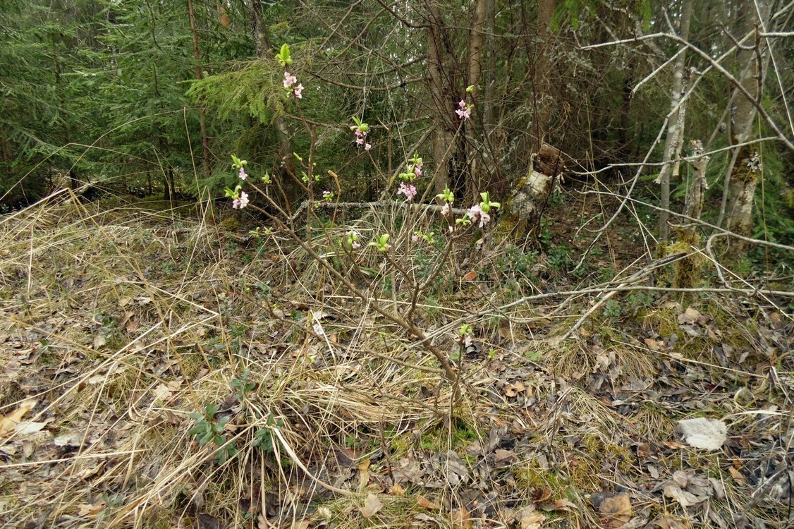 Image of Daphne mezereum specimen.