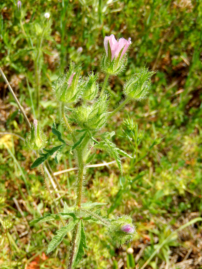 Image of Malva setigera specimen.