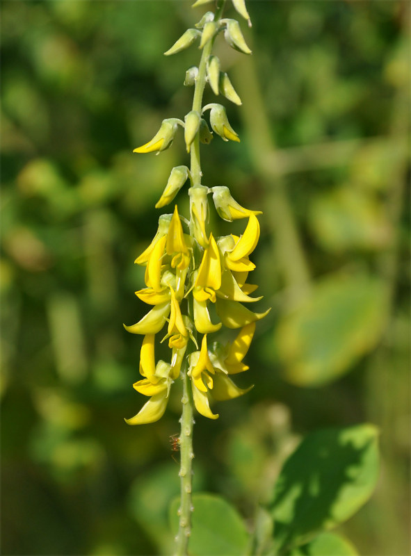 Image of Crotalaria pallida specimen.