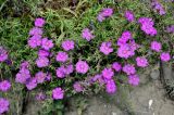 Dianthus chinensis