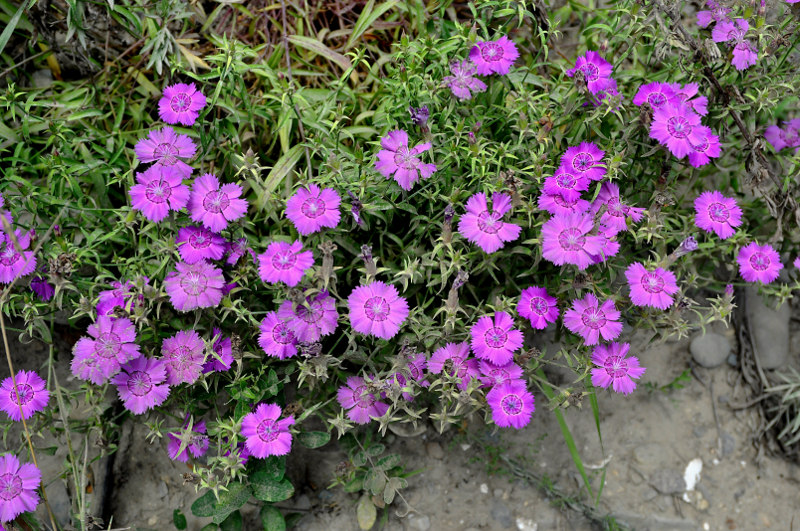 Изображение особи Dianthus chinensis.