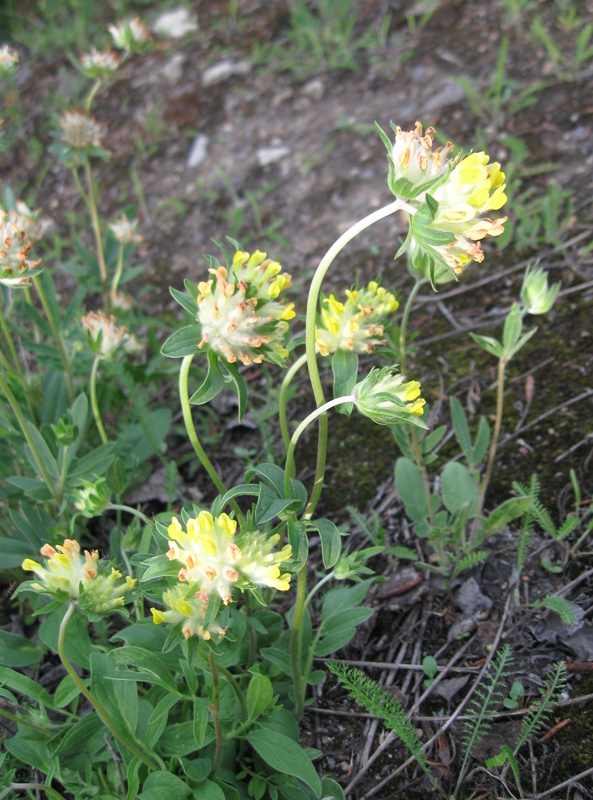 Image of Anthyllis macrocephala specimen.