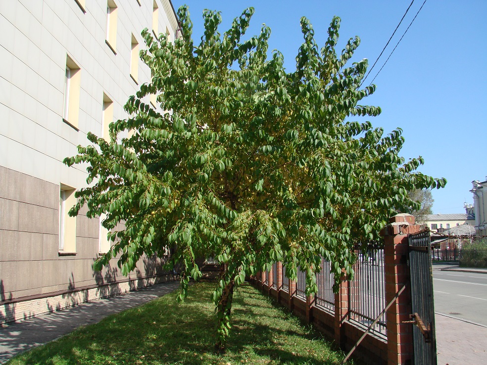 Изображение особи Padus maackii.