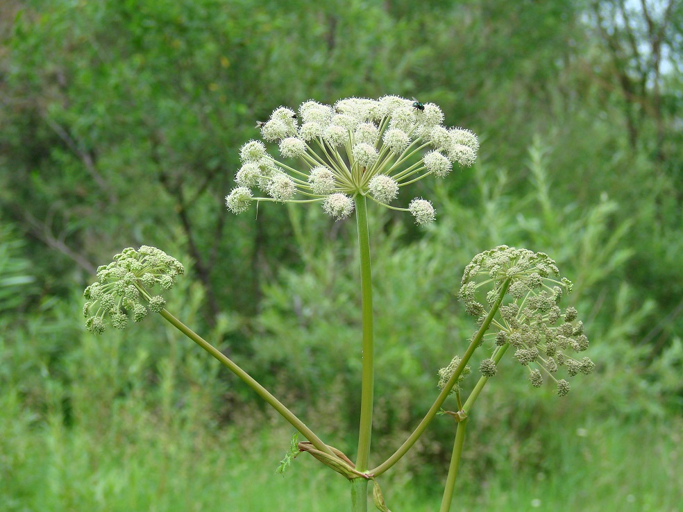 Изображение особи Angelica sylvestris.