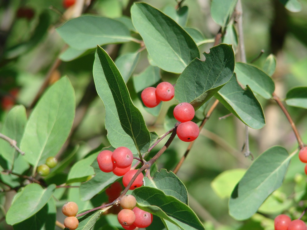 Image of Lonicera tatarica specimen.