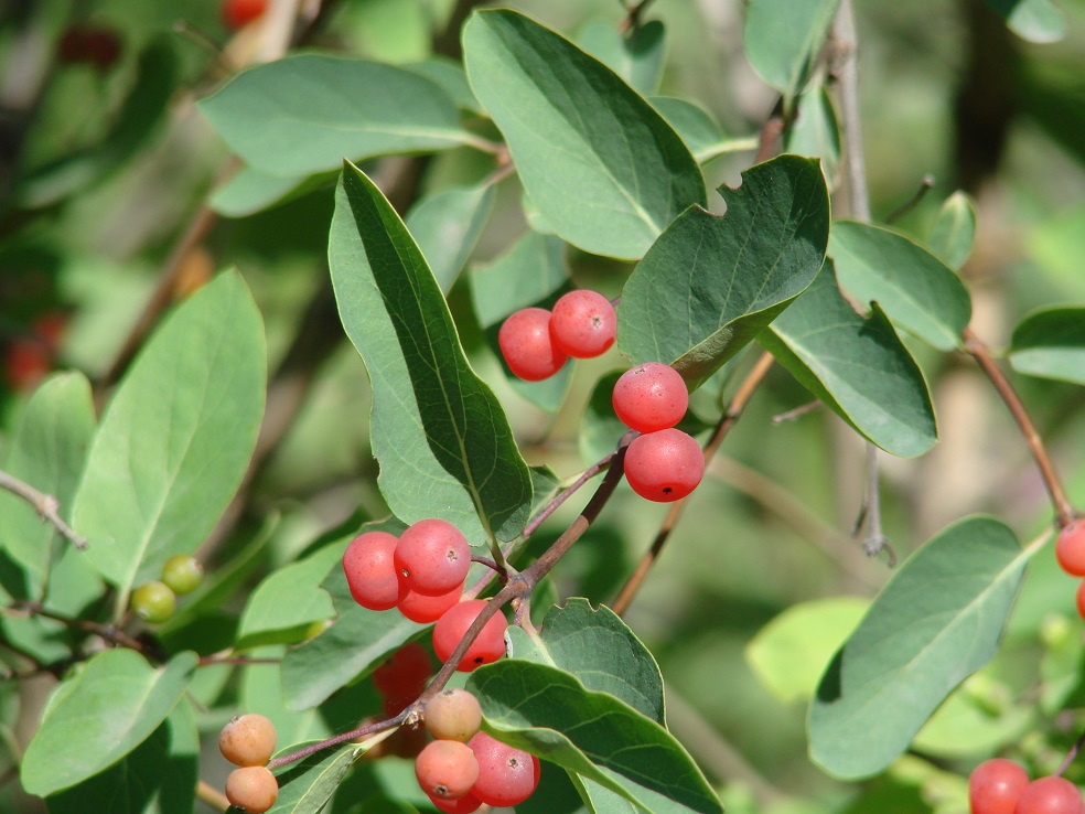 Изображение особи Lonicera tatarica.