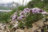 Iberis simplex