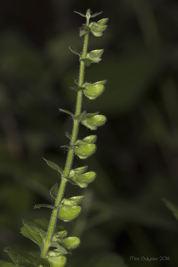 Image of Scutellaria altissima specimen.