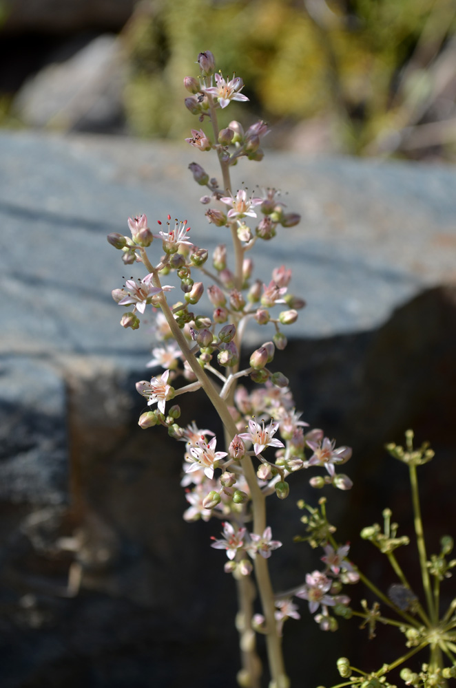 Image of Rosularia paniculata specimen.