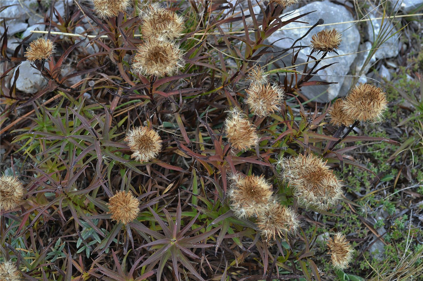 Изображение особи Inula ensifolia.